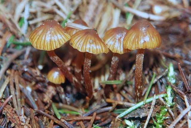 Galerina nana   (Petri)    Khner